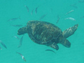   Swimming sea turtles  